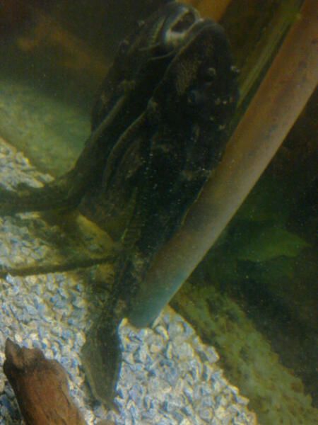 Pleco photo 3.jpg