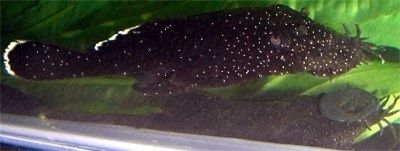 pleco1.jpg