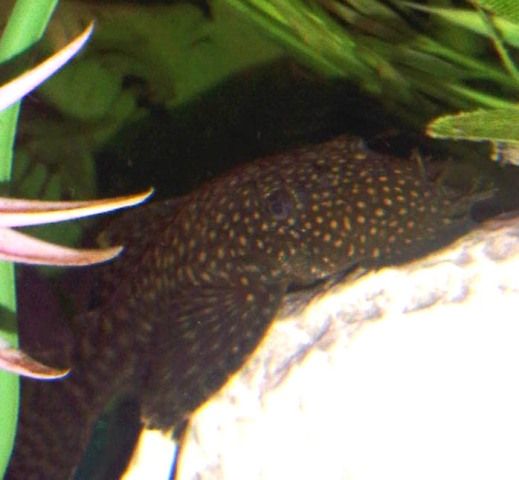 Pleco1.jpg