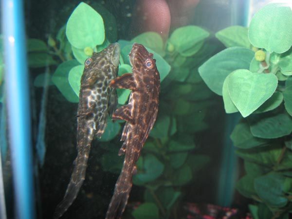 pleco2.jpg