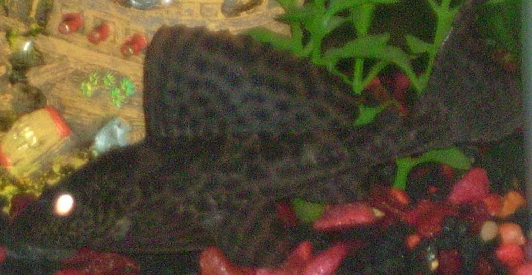 Pleco3_2.jpg