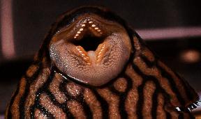 pleco_mouth.jpg