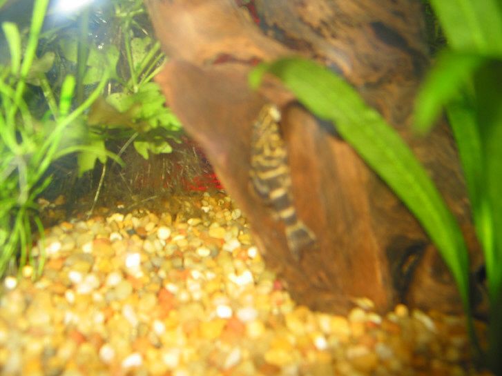 pleco_pic.jpg