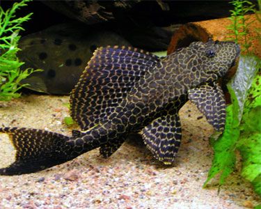 pleco_sailfin1.jpg