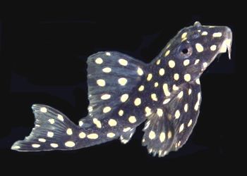 pleco_vampire.jpg