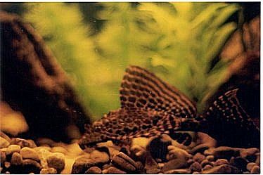 plecosharp.jpg