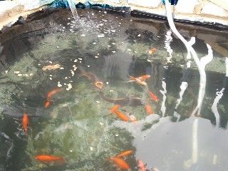 pond_with_fish.jpg