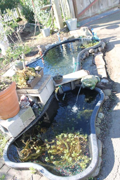 ponds complete with waterer.jpg