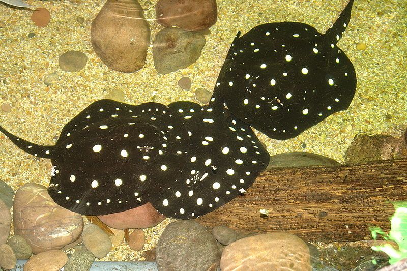 Potamotrygon leopoldi.jpg