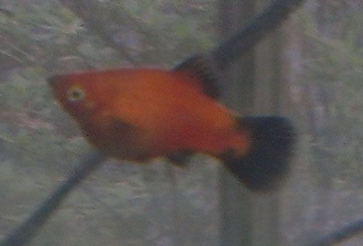 Potential mom 1 (platy).jpg