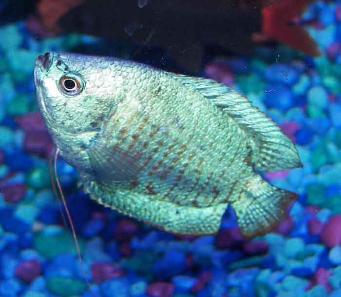 powderbluegourami.jpg