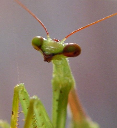 prayingmantis_pod14.5.jpg