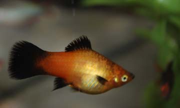 Pregger Platy.jpg