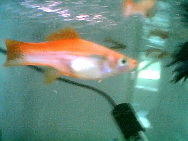 preggy_swordtail001.jpg