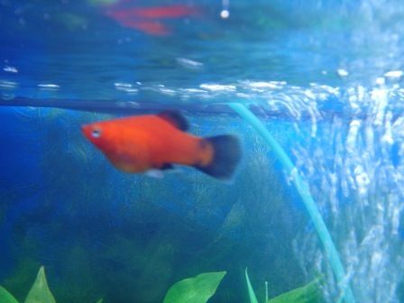 pregnant_platy2.JPG