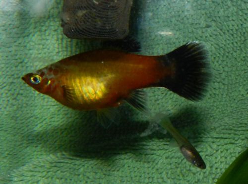 PregnantyPlaty.jpg