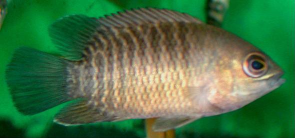 pristolepis_marginata.jpg