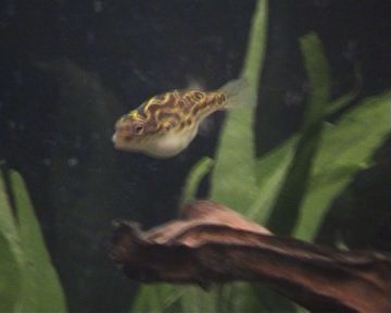 Puffer2.jpg