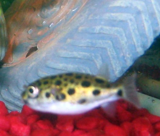 Puffer2.jpg