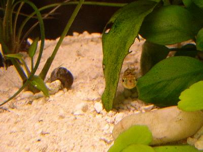 puffer_w.snail.jpg