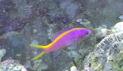 purple_anthias.jpg