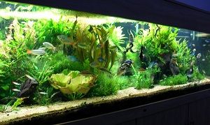 Rainbowfish Planted Tank 2.jpg