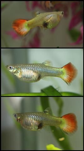 rainbowguppy (Small).jpg