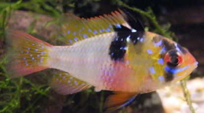 Ram_Cichlid.jpg