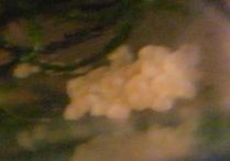 ram_cichlid_eggs.jpg