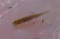 rasbora.jpg