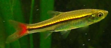 rasbora.JPG