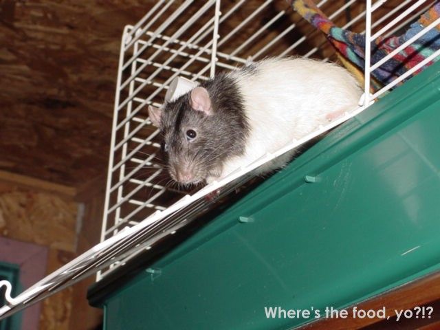 ratfood.jpg