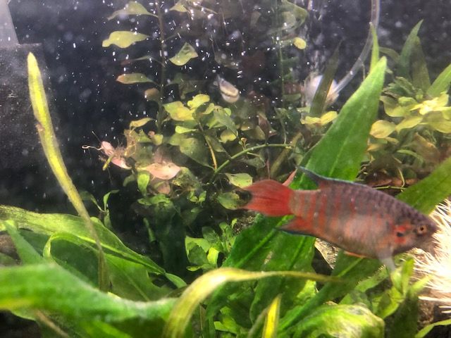 Red and Blue Gourami = male.jpg