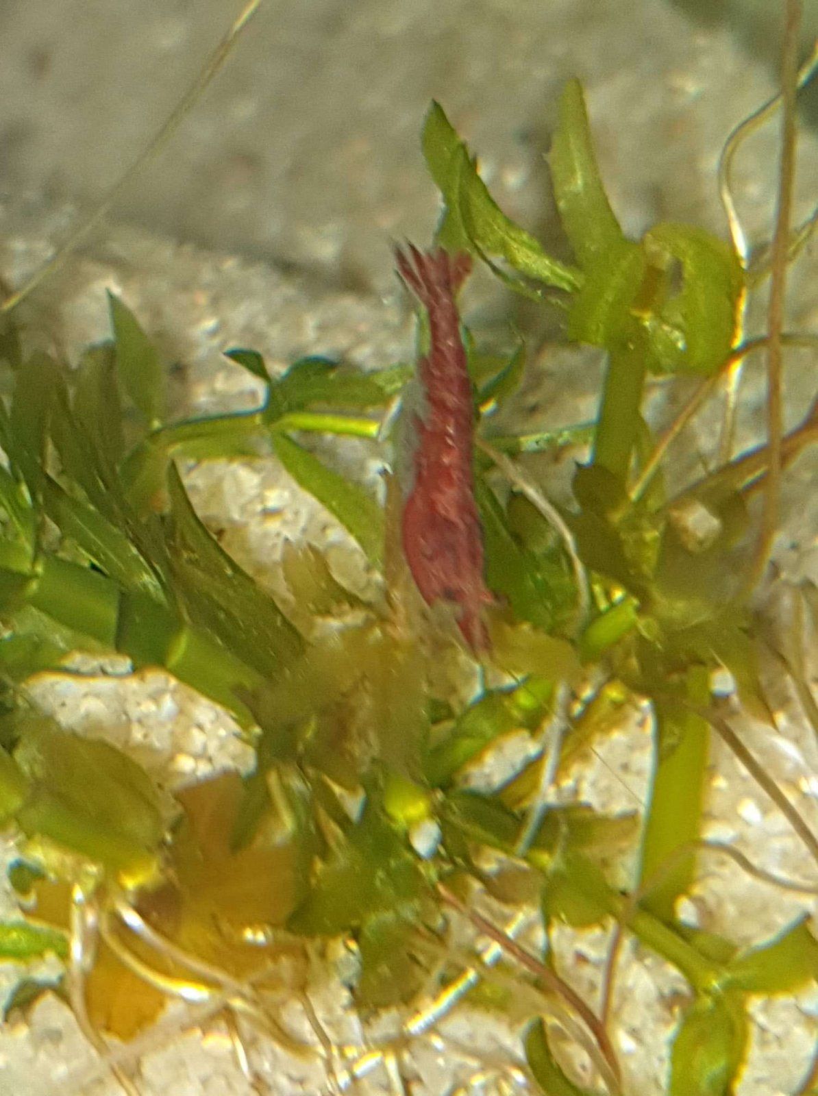 Red cherry shrimp in 55g.JPEG