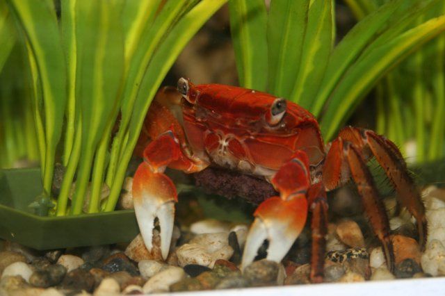 Red+Claw+Crab+aquariacentral.com+[1].jpg