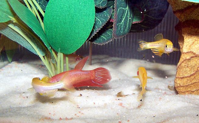 red_and_danios_5.jpg