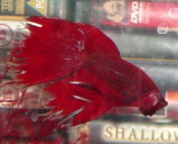 Red_betta_copy.jpg