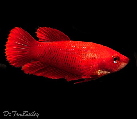 red_betta_female_111107a4_w0480.jpg