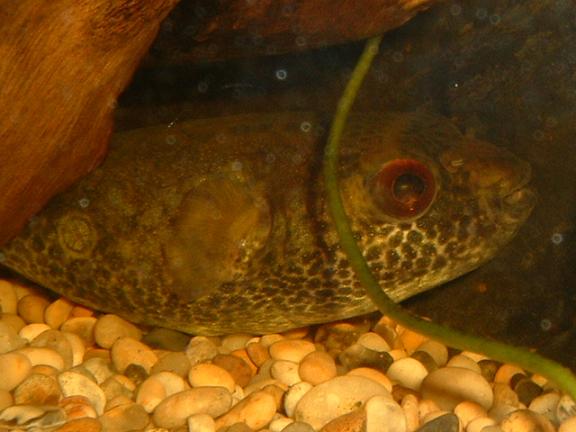 Red_Eyed_Puffer6.JPG