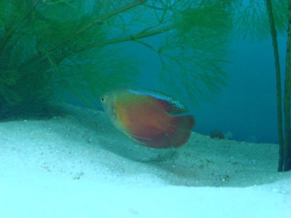 Red_Gourami.jpg