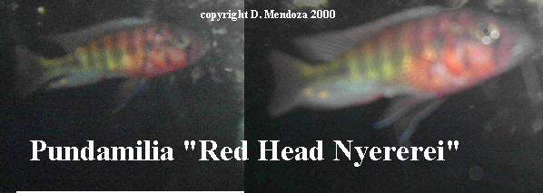 red_head_ny.JPG