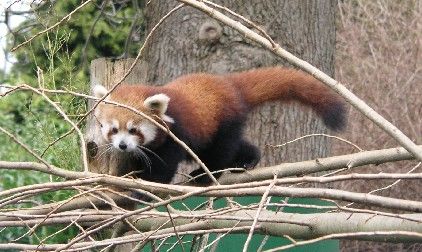 Red_Panda2.JPG