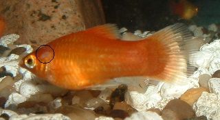 Red_Platy.JPG