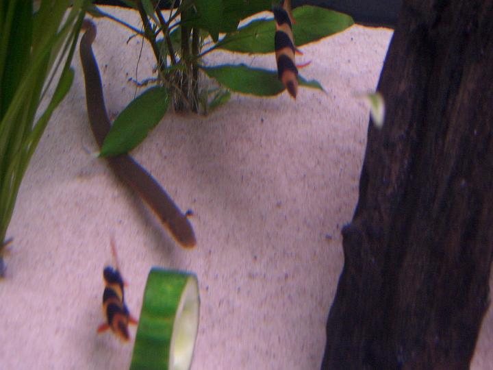 reedfishnloach.JPG