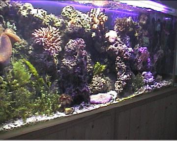 reef1_008.jpg