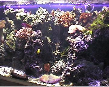 reef1_014.jpg