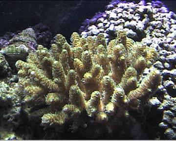 reef1_039.jpg