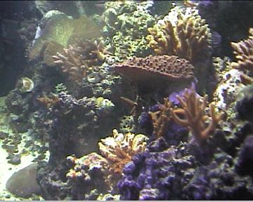 reef1_064.jpg