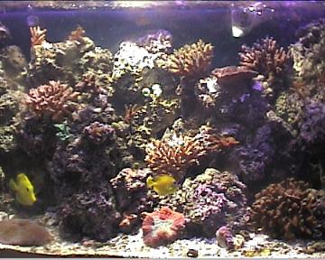 reef1_067.jpg