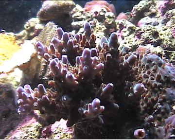 reef1_190.jpg